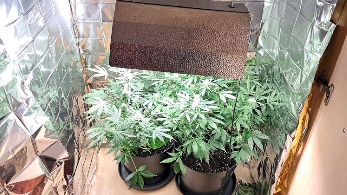 Marihuana w szafie