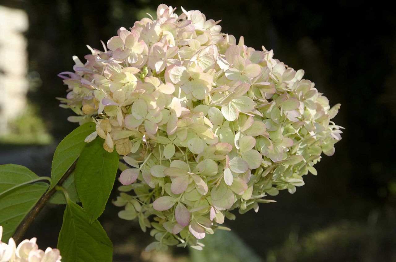 Hortensja bukietowa kwitnie nawet po przymrozkach