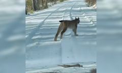 Jechał leśną drogą. Nagle pojawił się ryś