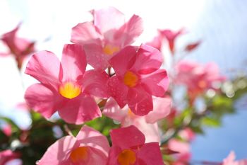 Balkon od zachodu to nie wyrok dla tych kwiatów. Wybierz gatunki, które przetrwają ostre słońce
