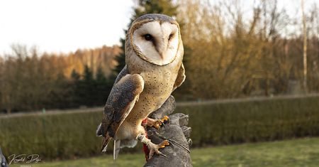 Tajemnica Nocnych Łowców: Spotkanie z Sowami w Nadleśnictwie Złotów