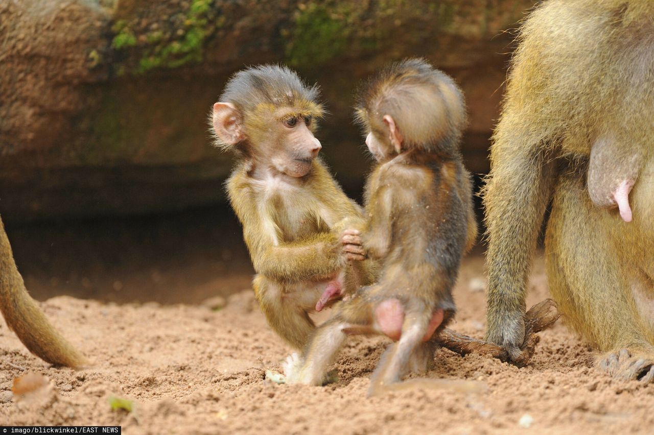 Nie mieszą się w klatkach. Ogród zoologiczny zabije 20 pawianów 