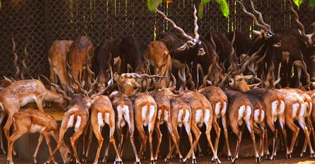 Skandal w zoo. Strzelali do antylop