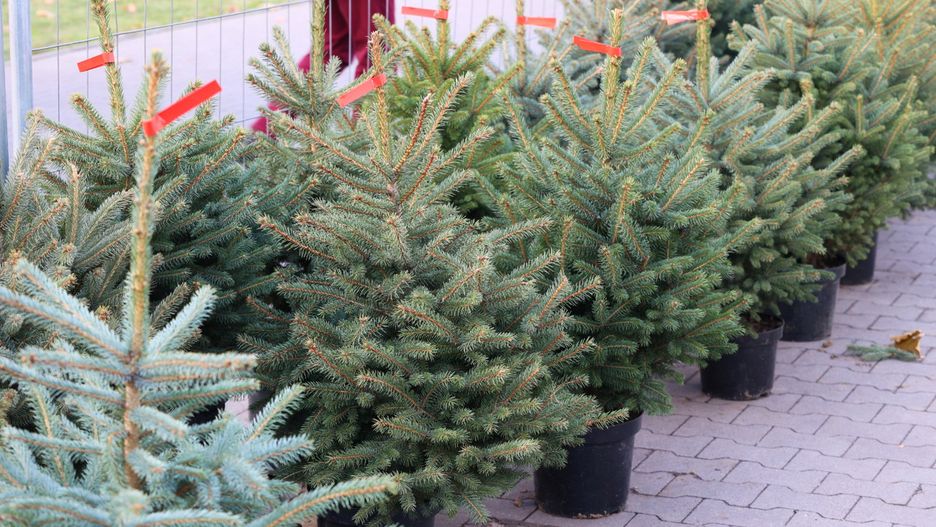 Policja ostrzega przed nielegalną wycinką choinek