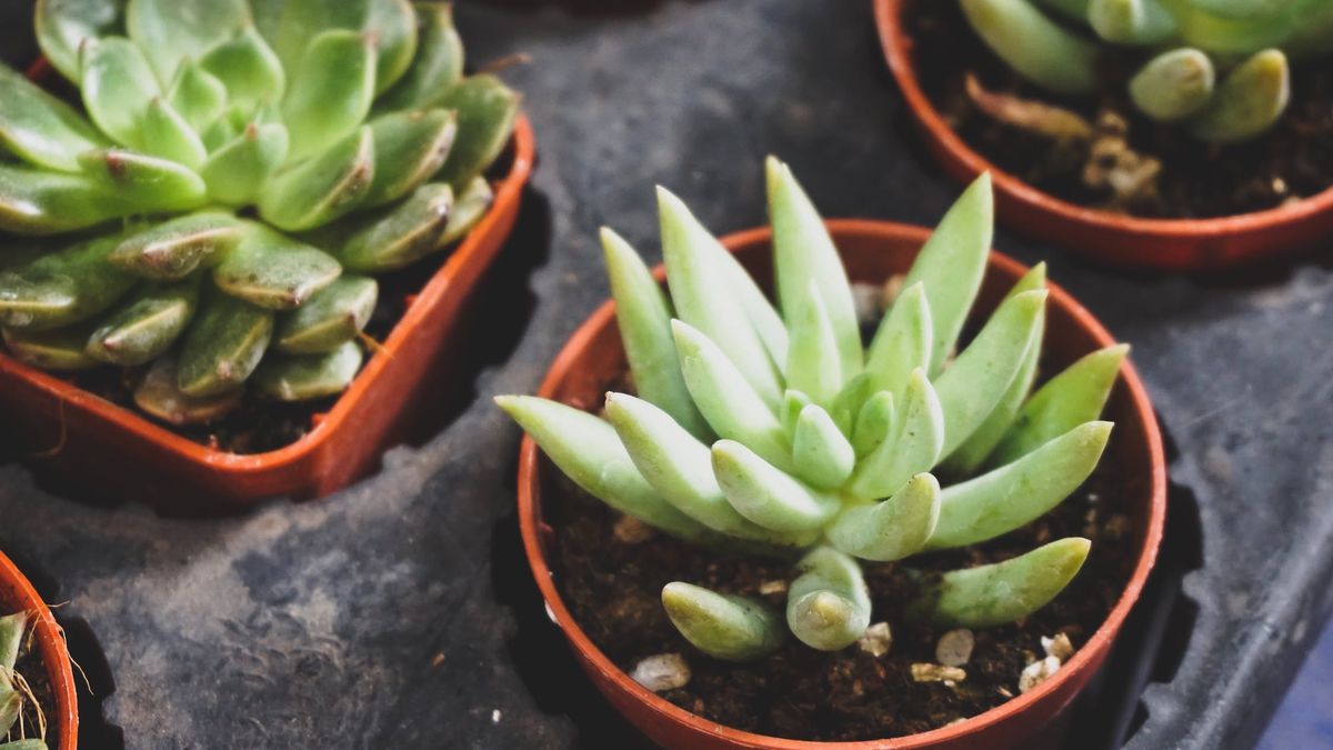 Sukulenty jako nowe źródło energii?