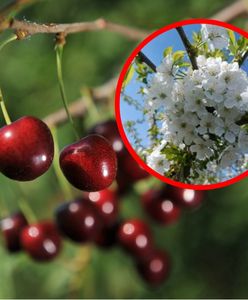 Kwitnące czereśnie straszą sadowników. "Zostaje nam tylko modlitwa"