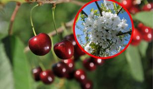 Kwitnące czereśnie straszą sadowników. "Zostaje nam tylko modlitwa"