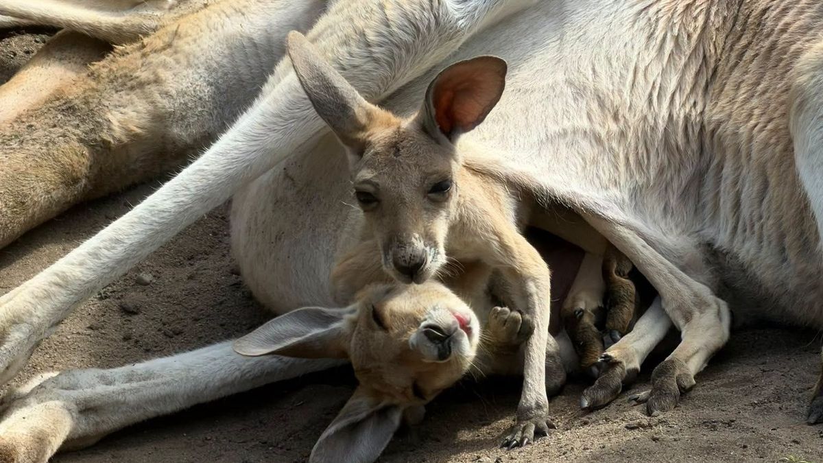 Kangury