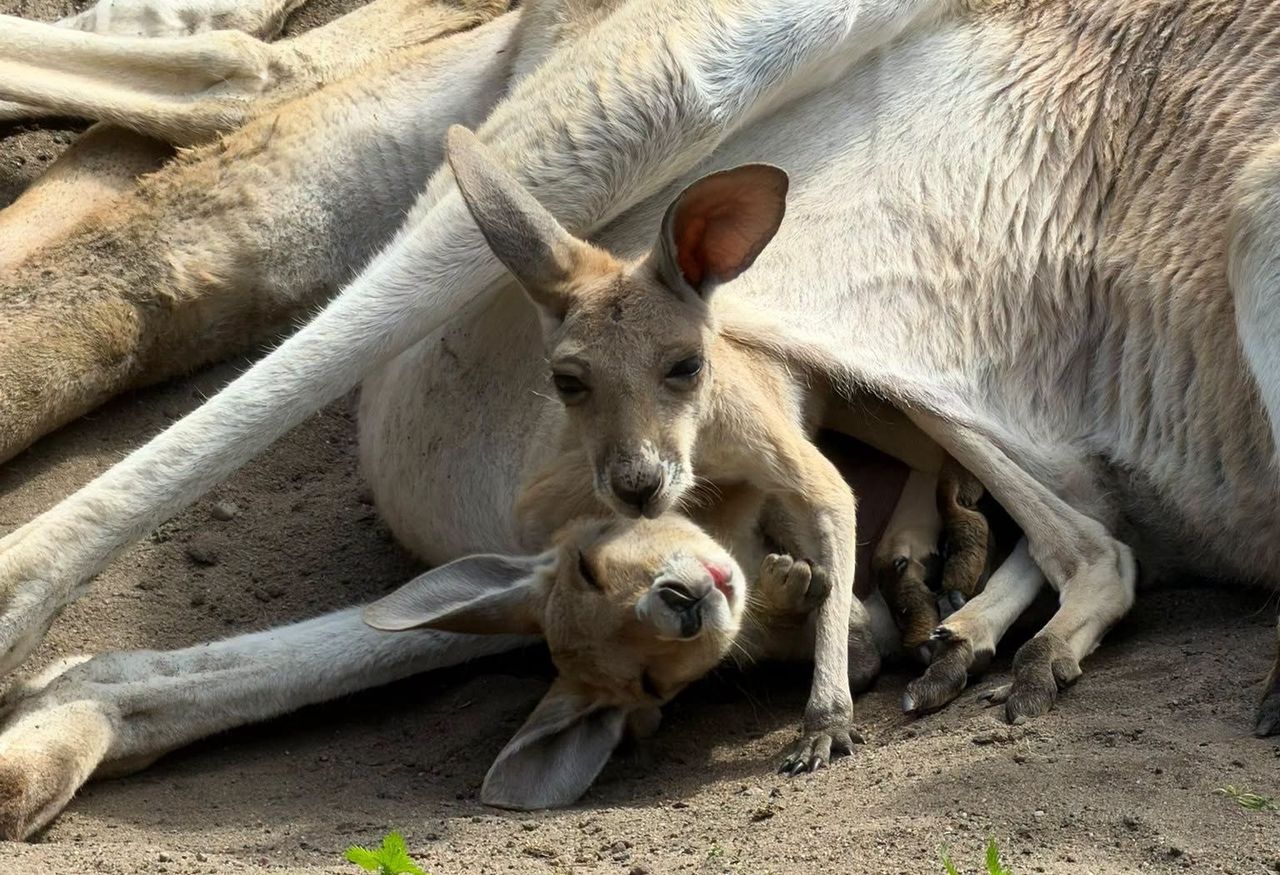 Niezwykła historia z warszawskiego ZOO. "Bardzo rzadkie zjawisko"