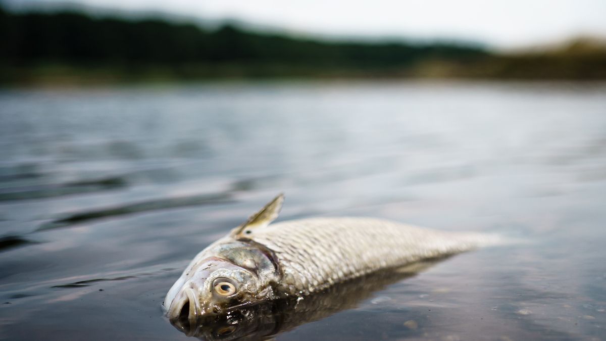 epaselect epa10119276 A dead fish floats in the water of the Oder river, in Frankfurt (Oder), Germany, 13 August 2022. The Oder river is suffering from an environmental disaster and dead fish are washing up on the river banks. EPA/CLEMENS BILAN Dostawca: PAP/EPA.