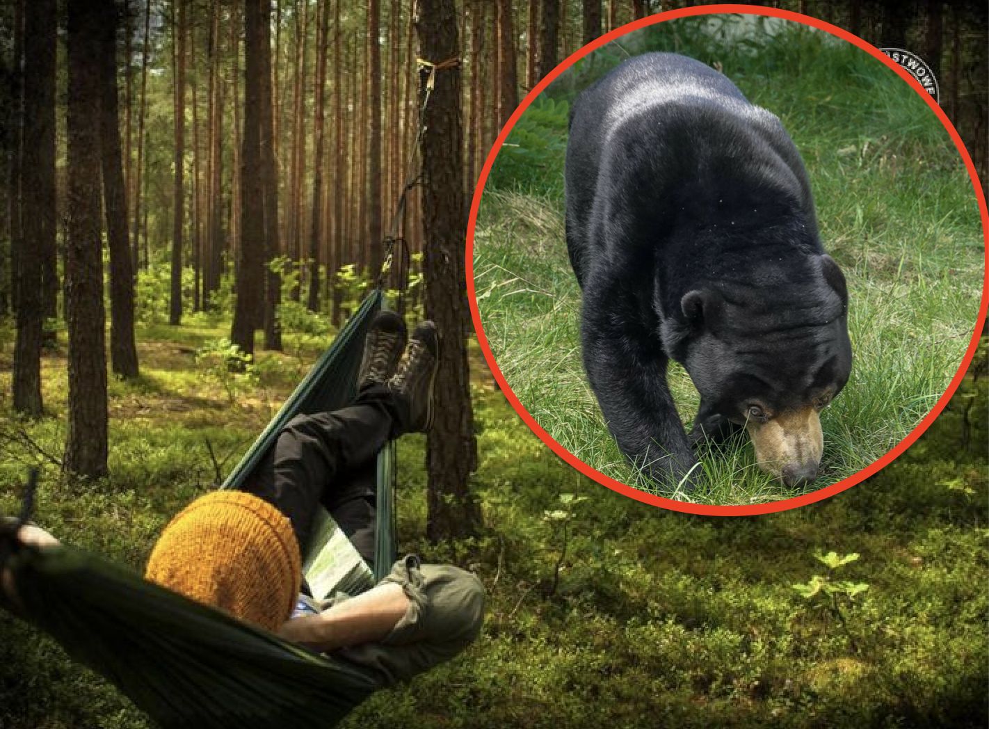 Koniec z nocowaniem w lesie. Program zawieszony przez niedźwiedzie