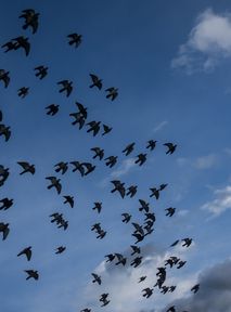 Street lights turned off in Madeira. All for the sake of birds