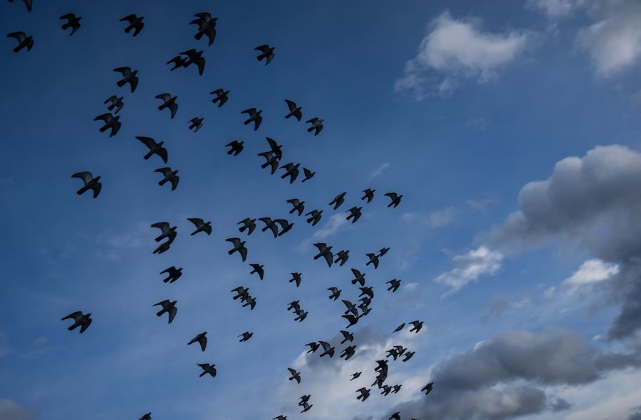 Street lights turned off in Madeira. All for the sake of birds