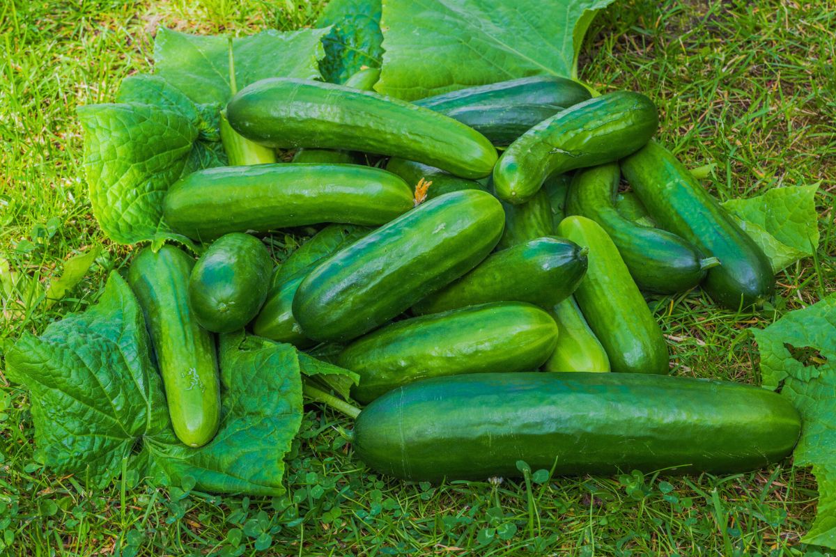 Polska "zalewa" Ukrainę. Chodzi o jeden produkt. Skupują hurtowo