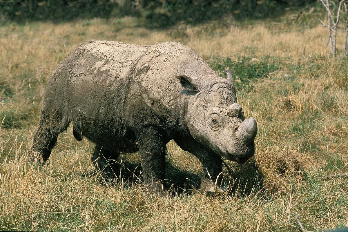 Nosorożec sumatrzański to gatunek zagrożony wyginięciem.