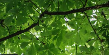 Toruń: Wielka kontrola drzew. Kasztanowce i dąb pod lupą ekspertów