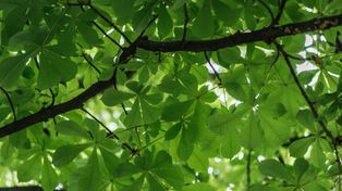 Toruń: Wielka kontrola drzew. Kasztanowce i dąb pod lupą ekspertów