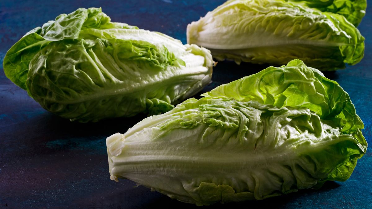 Romaine lettuce
Romaine lettuce on blue backround
Aniko Hobel