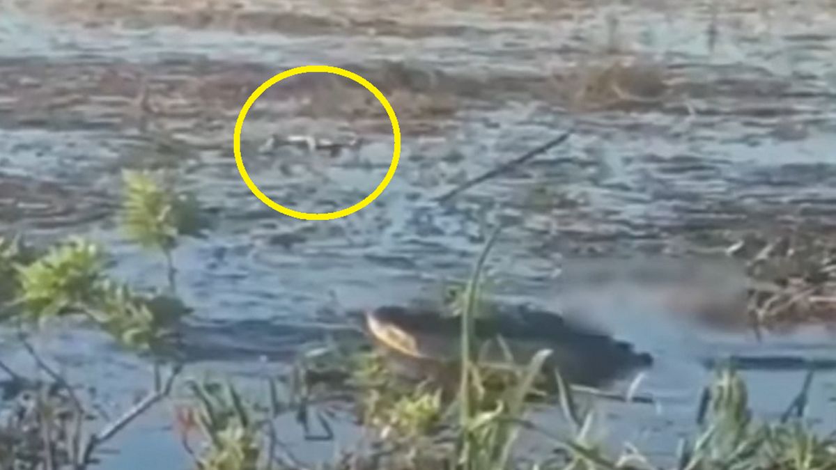 Aligator rzucił się na drona