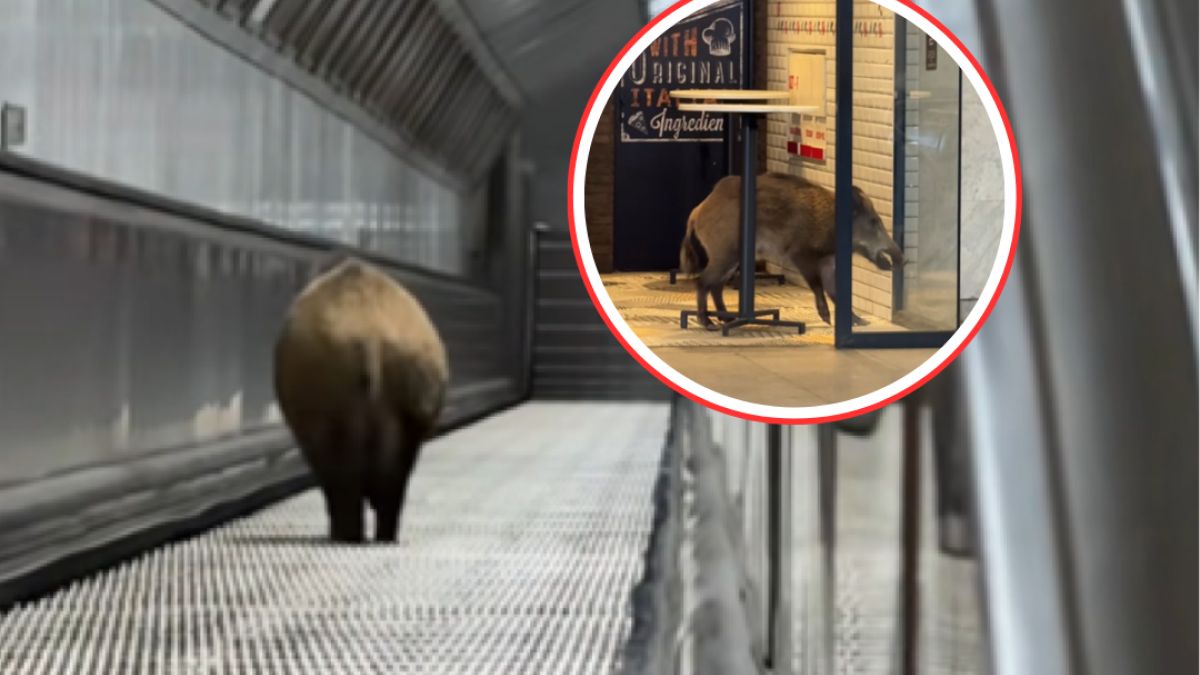 Dzik pojawił się na stacji metra w Budapeszcie