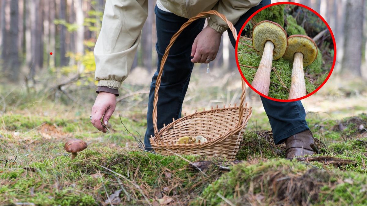 Leśnicy ostrzegają przed inwazyjnym gatunkiem grzyba