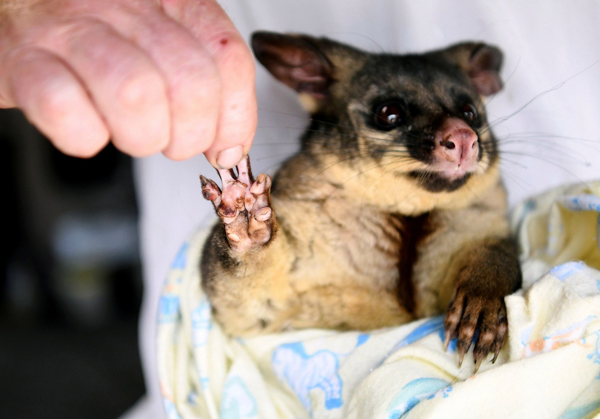 Australijczycy zajmują się zwierzętami. Wiele z nich odzyskało siły 4