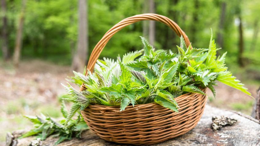 Pokrzywa od wielu pokoleń znana jest jako naturalny środek leczniczy