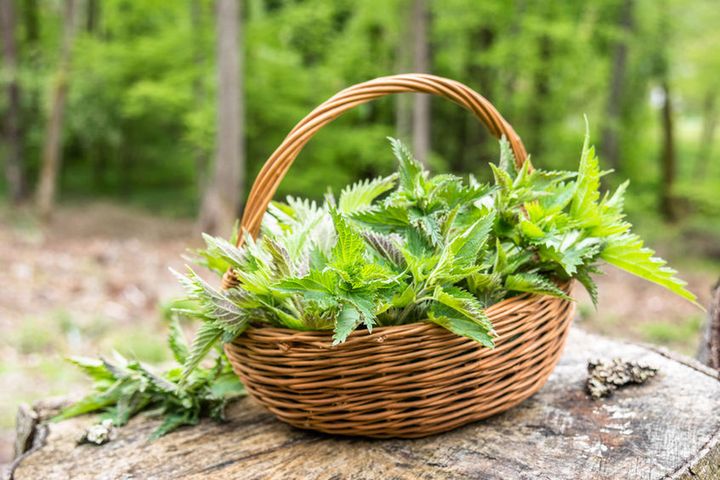 Pokrzywa od wielu pokoleń znana jest jako naturalny środek leczniczy