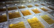 "Tona klofedronu i laboratoria w halach" – CBŚP rozbiło kolejną fabrykę narkotyków syntetycznych na Kujawach i Podlasiu