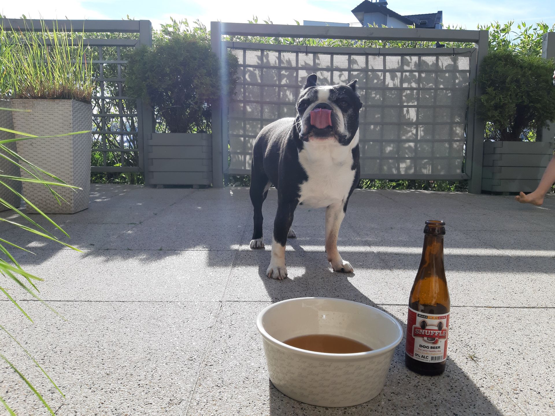 Piwo dla psa? Tołdi był zachwycony.
