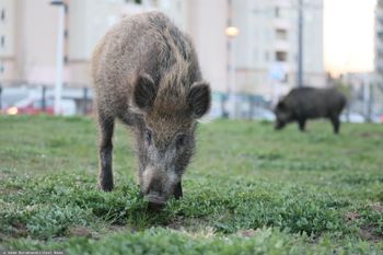 Dzik ruszył do ataku? Ucieczka to największy błąd. Zastosuj ten prosty manewr