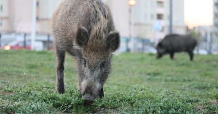 Dzik ruszył do ataku? Ucieczka to największy błąd. Zastosuj ten prosty manewr