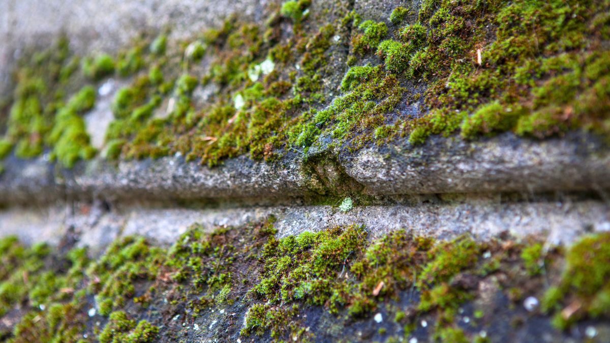 Mech ze ściany domu usuwam jednym specyfikiem 