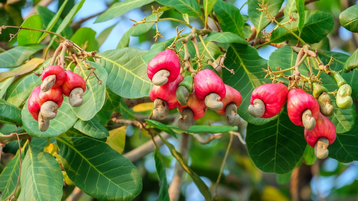 Nerkowiec został uznany za najbardziej trującą rośliną roku