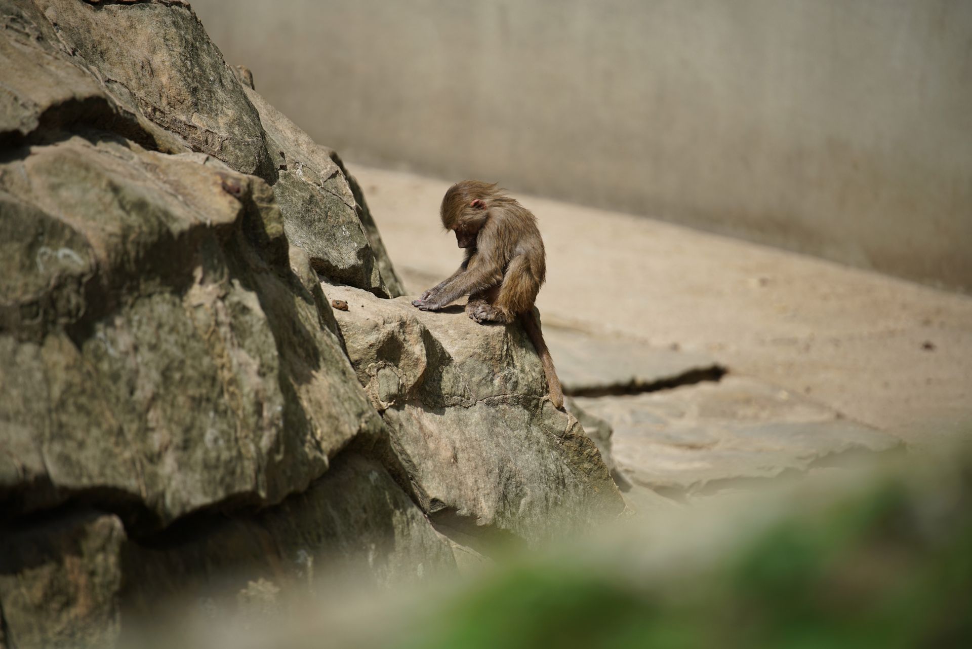 Sony FE 70–200 mm f/2.8 GM OSS - zdjęcia przykładowe z ZOO w Berlinie 32