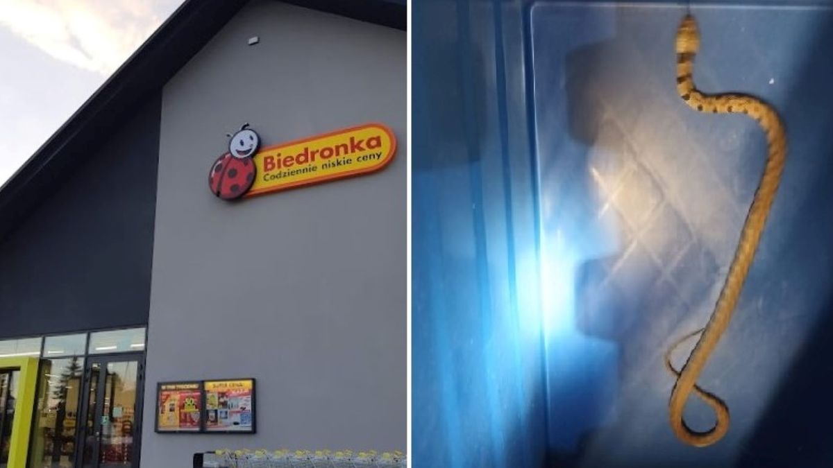 Wąż w Biedronce. Interweniowała straż 