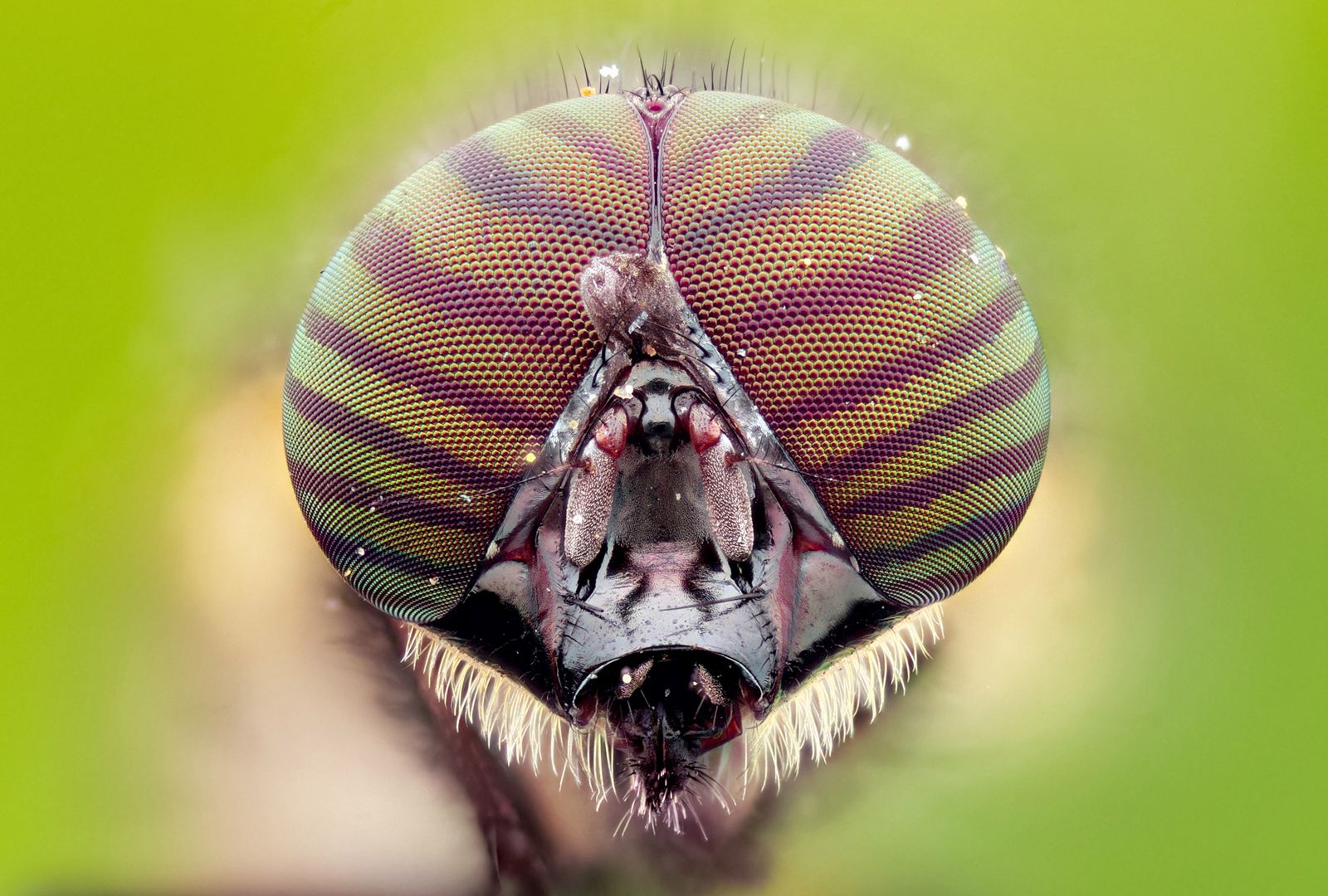 Mitakon 85 mm f/2.8 Macro to obiektyw, który może zmienić świat tej dziedziny 15