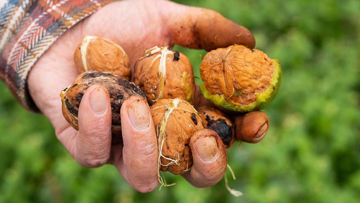 Jak usunąć plamy po orzechach?