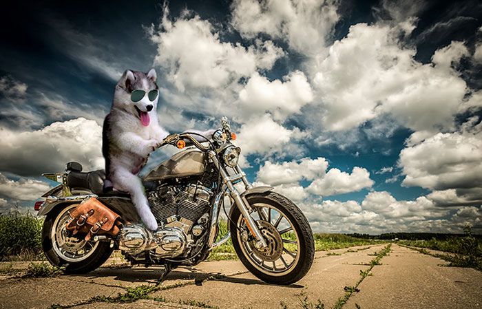 Ten Husky utknął na palmie. Komiczne zdjęcie rozpoczęło photoshopową bitwę 10