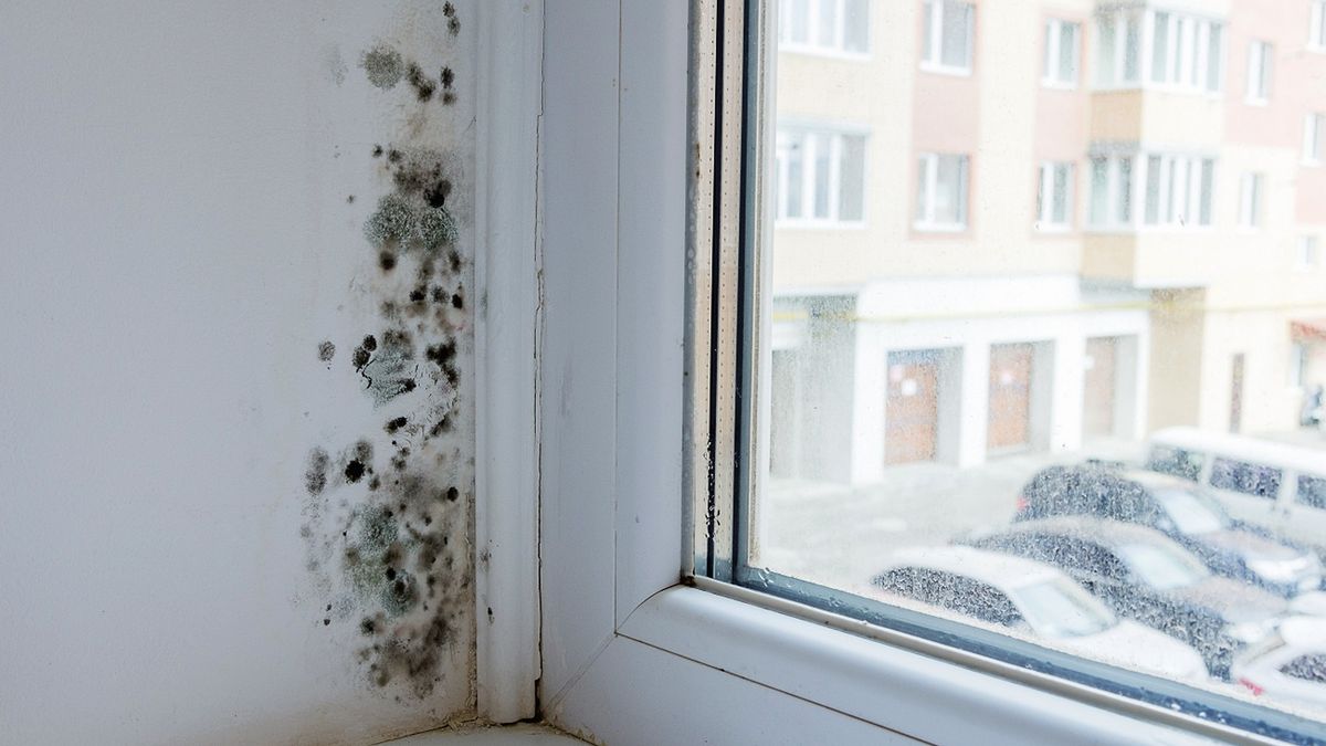 Tutaj pleśń atakuje najczęściej