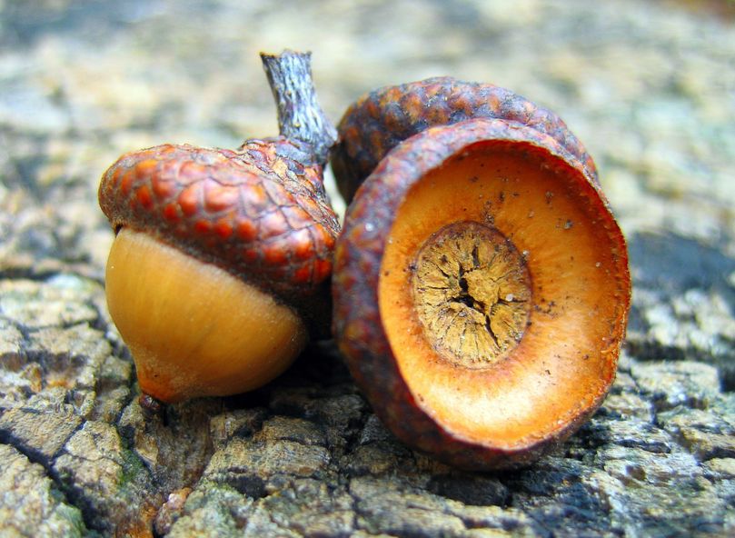 Nalewka z żołędzi wspomaga pracę jelit 