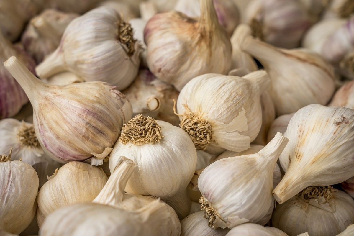 Garlic is best stored in whole heads.