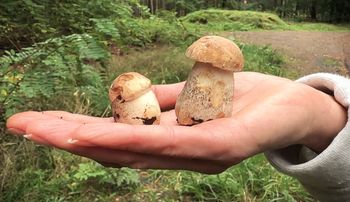 Grzybów brak. Bardziej niż pusty koszyk martwi powód takiego stanu