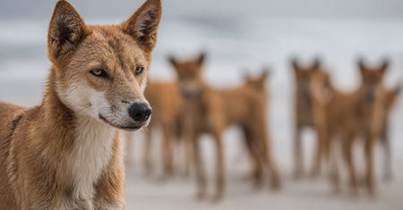 Tragiczna śmierć 19-latki na K’gari. Ciało Kanadyjki otoczone stadem dingo na słynnej plaży