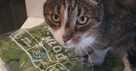Kot weganin? Zapomnij! Taki gatunek w naturze nie występuje