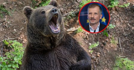 Niedźwiedzie z Cisnej. Wiceminister zdecydował o ich losie