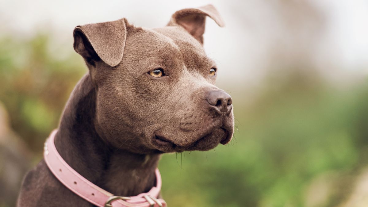 Pies zagryzł dwuletniego chłopca