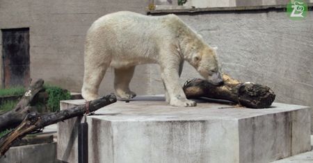 Warszawskie ferie 2021. Do zoo wirtualnie i realnie. Zwierzaki zabierają w podróż