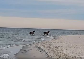 Taki widok na Helu. "Zażywały morskiej kąpieli"