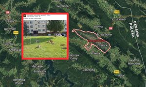 Leżą w trawie między blokami. Takie rzeczy tylko w Bieszczadach